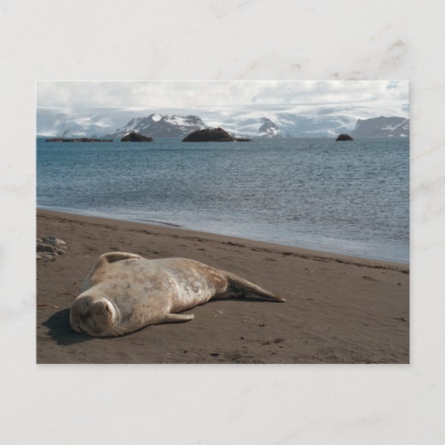 Sleeping Seal Postcard (Front)
