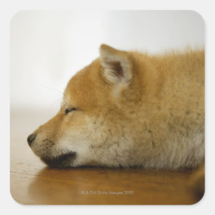 Sleeping Shiba-ken 2 Square Sticker