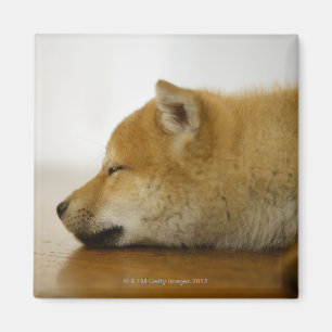 Sleeping Shiba-ken 3 Magnet