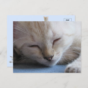 Sleeping Siamese Kitten - Miss Winter Postcard