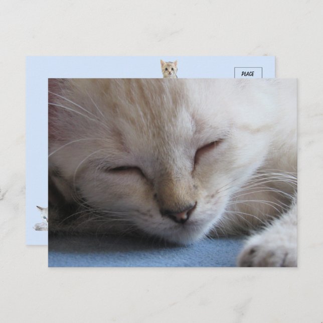 Sleeping Siamese Kitten - Miss Winter Postcard (Front/Back)