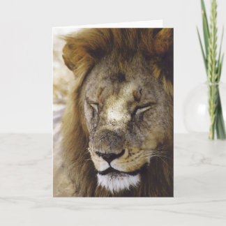 Sleeping Simba (Lion) Card