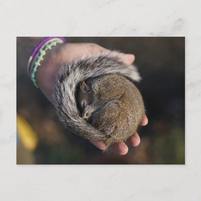 Sleeping Squirrel Postcard (Front)