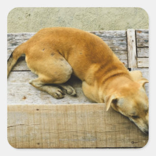 Sleeping street dog in Thailand Square Sticker