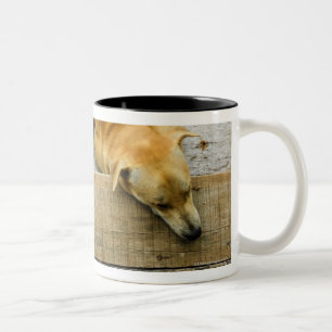Sleeping street dog in Thailand Two-Tone Coffee Mug