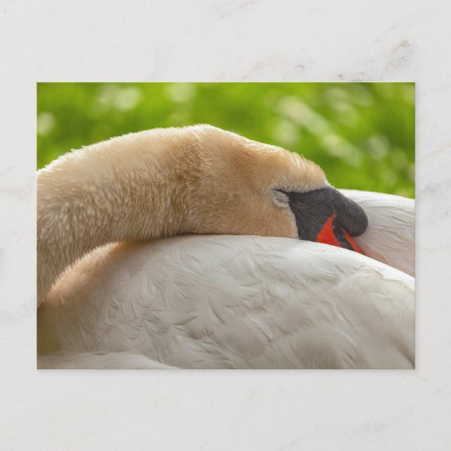 Sleeping Swan Postcard (Front)