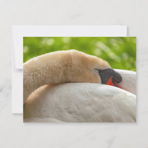 Sleeping Swan Postcard