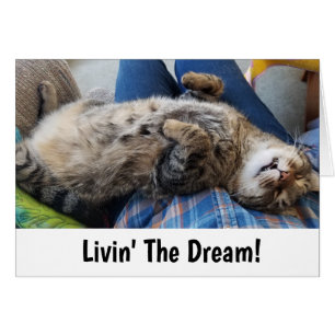 Sleeping Tabby Cat Humour