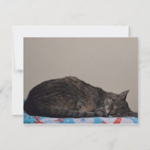 Sleeping tabby cat postcard