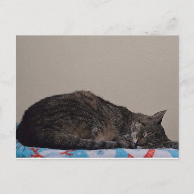 Sleeping tabby cat postcard (Front)
