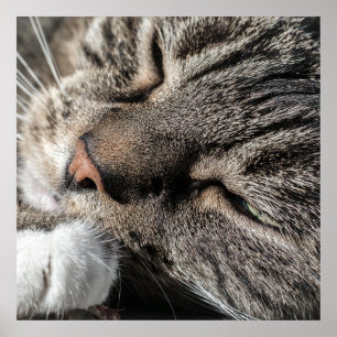 Sleeping Tabby Cat Poster