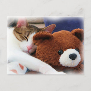 Sleeping Tabby Teddy Bear Postcard