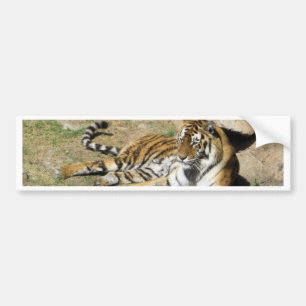 Sleeping Tiger Bumper Sticker