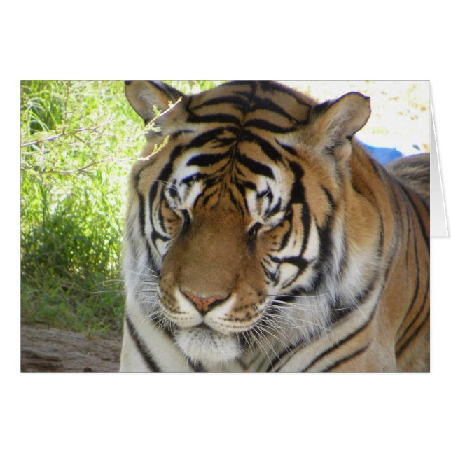 Sleeping tiger card (h) (Front Horizontal)