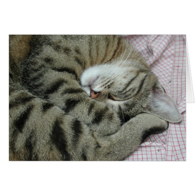 Sleeping Tiger-Cat (Front Horizontal)