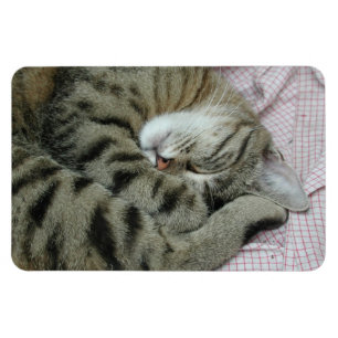 Sleeping Tiger-Cat Magnet