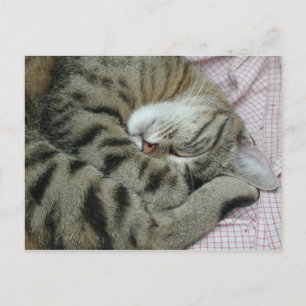 Sleeping Tiger-Cat Postcard