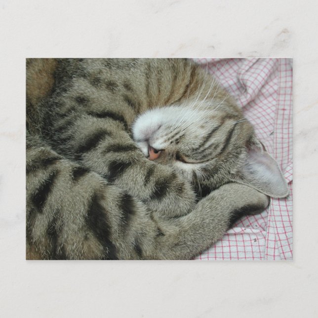 Sleeping Tiger-Cat Postcard (Front)
