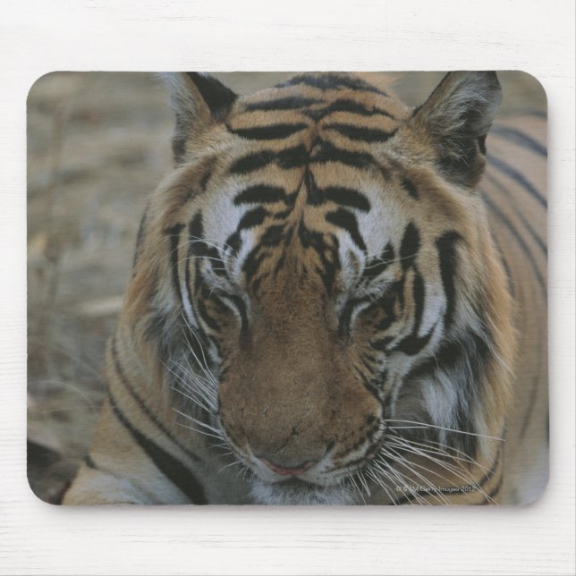 Sleeping Tiger Mouse Pad (Front)
