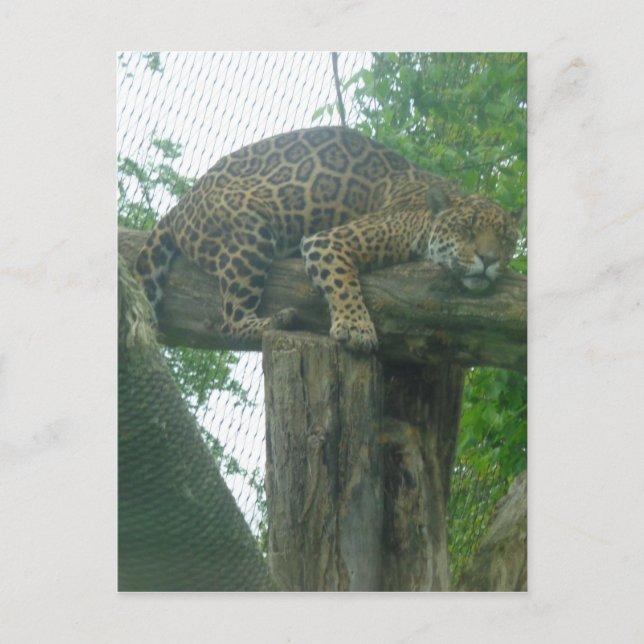 Sleeping Tiger on Tree, Forest, Nature, Wildlife Postcard (Front)