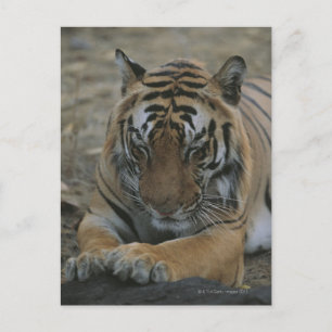 Sleeping Tiger Postcard