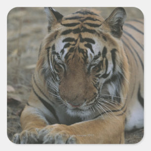 Sleeping Tiger Square Sticker