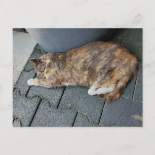 Sleeping tortie cat postcard