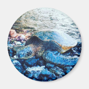 "Sleeping Turtle" Magnet