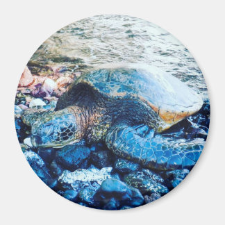 Sleeping Turtle Magnet
