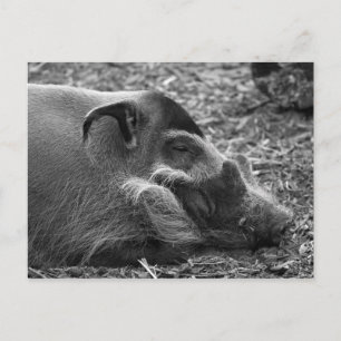 "Sleeping Vietnamese Hog" Postcard