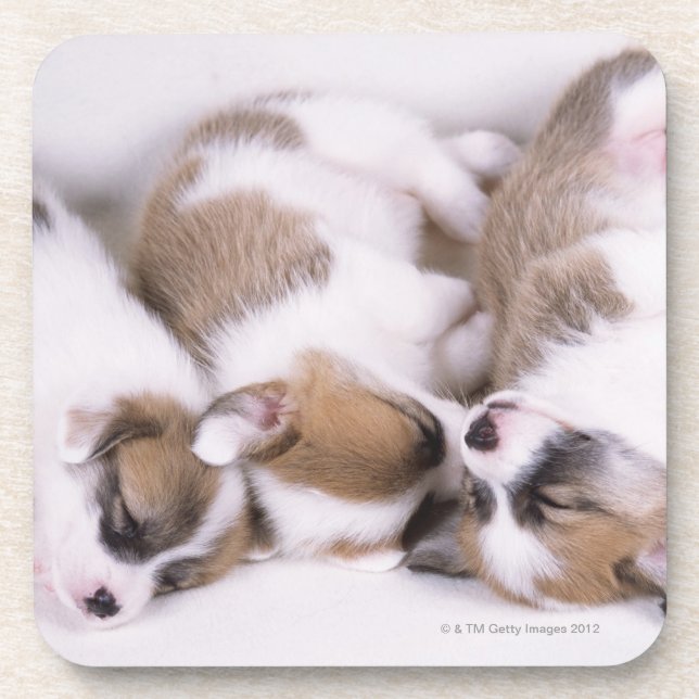 Sleeping welsh corgi puppies coaster (Front)