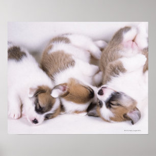 Sleeping welsh corgi puppies poster