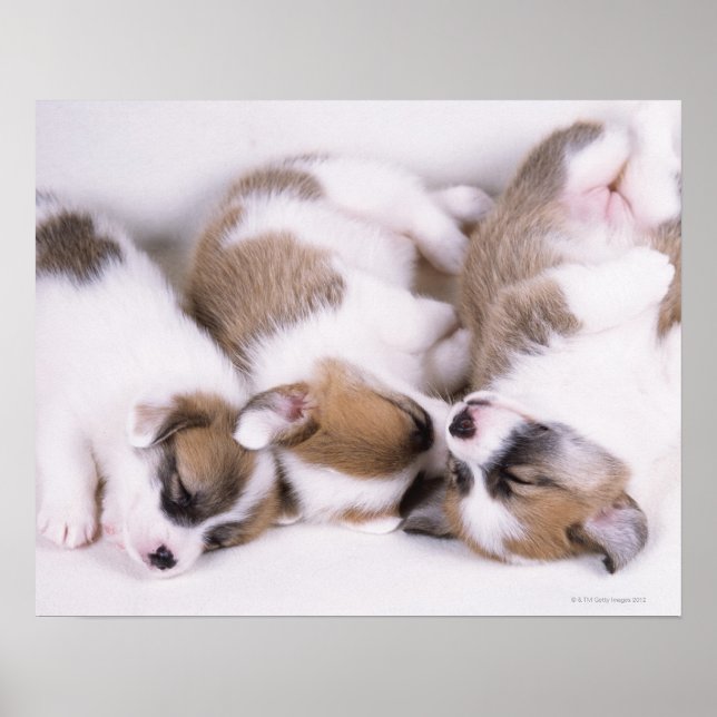 Sleeping welsh corgi puppies poster (Front)