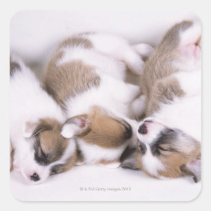 Sleeping welsh corgi puppies square sticker