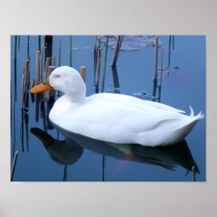 Sleeping White Duck Reflection Poster