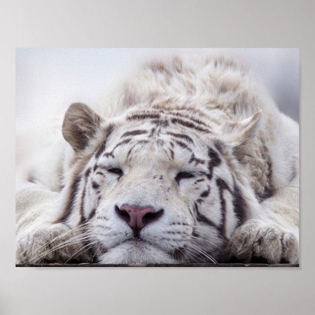 Sleeping White Tiger Poster (Front)