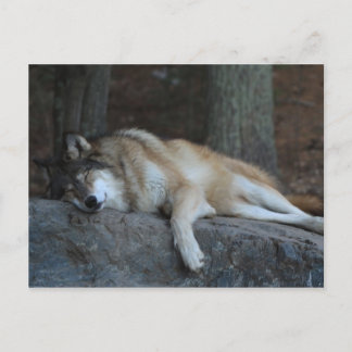 Sleeping Wolf of Northern Minnesota Postcard