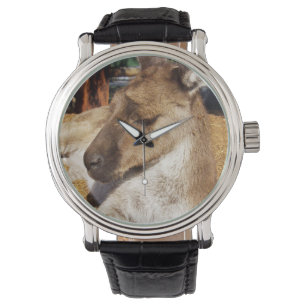 Sleepy Australian Kangaroo, Mens Leather Watch. Watch