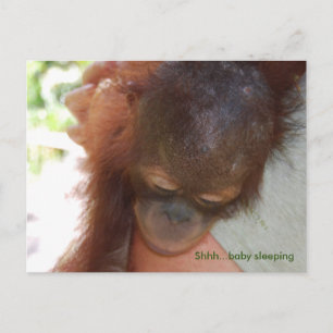 Sleepy Baby Orangutan in Daddy's Arms Postcard