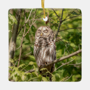 Sleepy Barred Owl Ceramic Tree Decoration