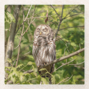 Sleepy Barred Owl Glass Coaster