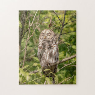 Sleepy Barred Owl Jigsaw Puzzle