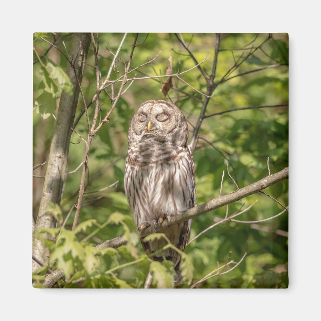 Sleepy Barred Owl Magnet (Front)