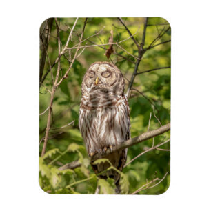 Sleepy Barred Owl Magnet