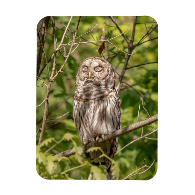 Sleepy Barred Owl Magnet (Vertical)
