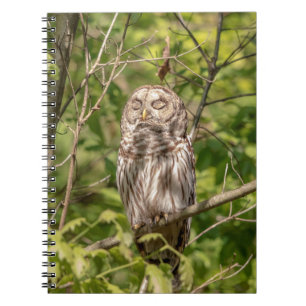 Sleepy Barred Owl Notebook