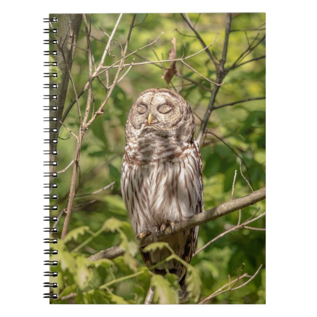 Sleepy Barred Owl Notebook (Front)