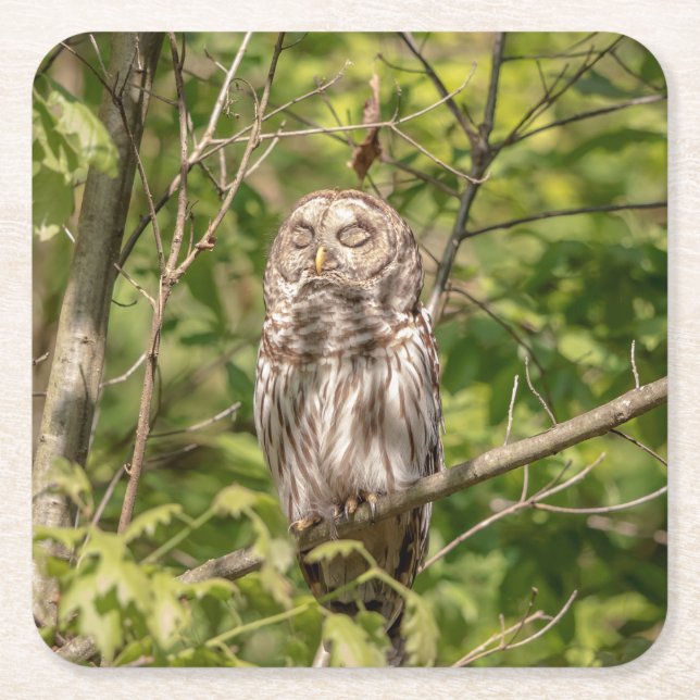 Sleepy Barred Owl Square Paper Coaster (Front)