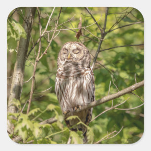 Sleepy Barred Owl Square Sticker