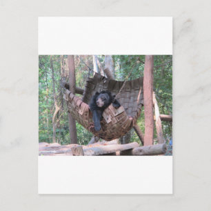 Sleepy Bear Hammock  Park Forest Trail Camping Art Postcard